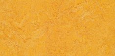 3225, 322535 Dandelion