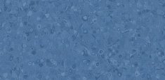50038 Blueberry