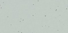 50229 Morning Dew