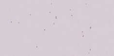 50234 Lilac
