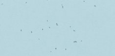 50239 Ice
