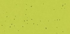 50214 Lime