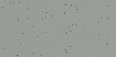 50216 Pigeon