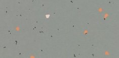 51216 Vivid Pigeon