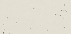 50222 Lace