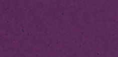 50232 Eggplant