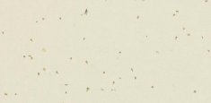 50208 Almond