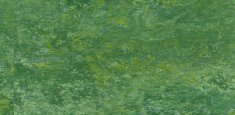 GRASS 650