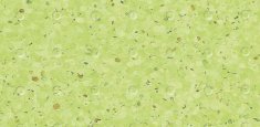 0338 Kiwi