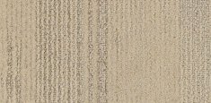 1903 White Spruce