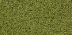 22106 fern