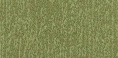 s445027 Canyon Kelp