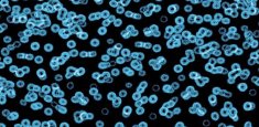 990105 Bacteria