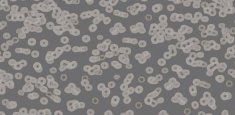 990304 Bacteria