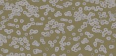 990401 Bacteria