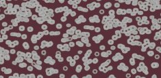 990402 Bacteria