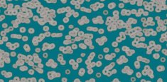 990404 Bacteria