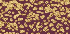 990501 Bacteria