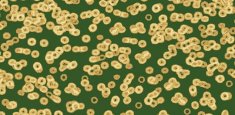 990502 Bacteria