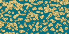 990503 Bacteria