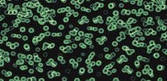 990102 Bacteria