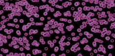 990104 Bacteria