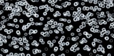 990106 Bacteria