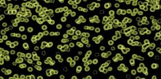 990103 Bacteria
