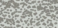 990201 Bacteria