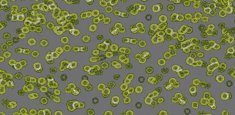 990302 Bacteria