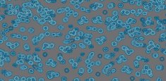 990303 Bacteria
