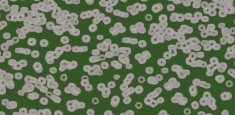 990403 Bacteria