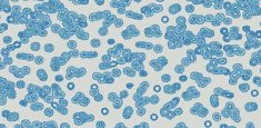 990202 Bacteria