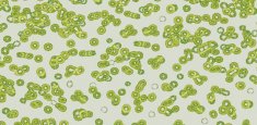 990203 Bacteria