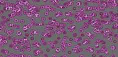 990301 Bacteria