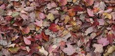 000532 Red Leaves