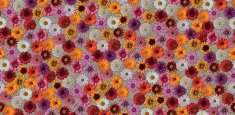 000538 Multifloral