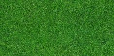 000369 Grass
