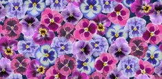 000410 Pink Floral