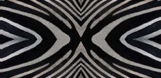 000402 Zebra