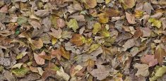 000509 Autumn Leaves Green
